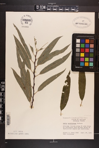 Salix caroliniana image