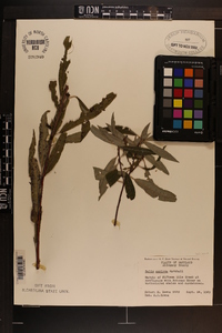 Salix sericea image