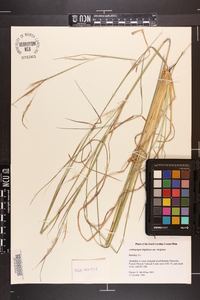 Andropogon virginicus var. glaucus image