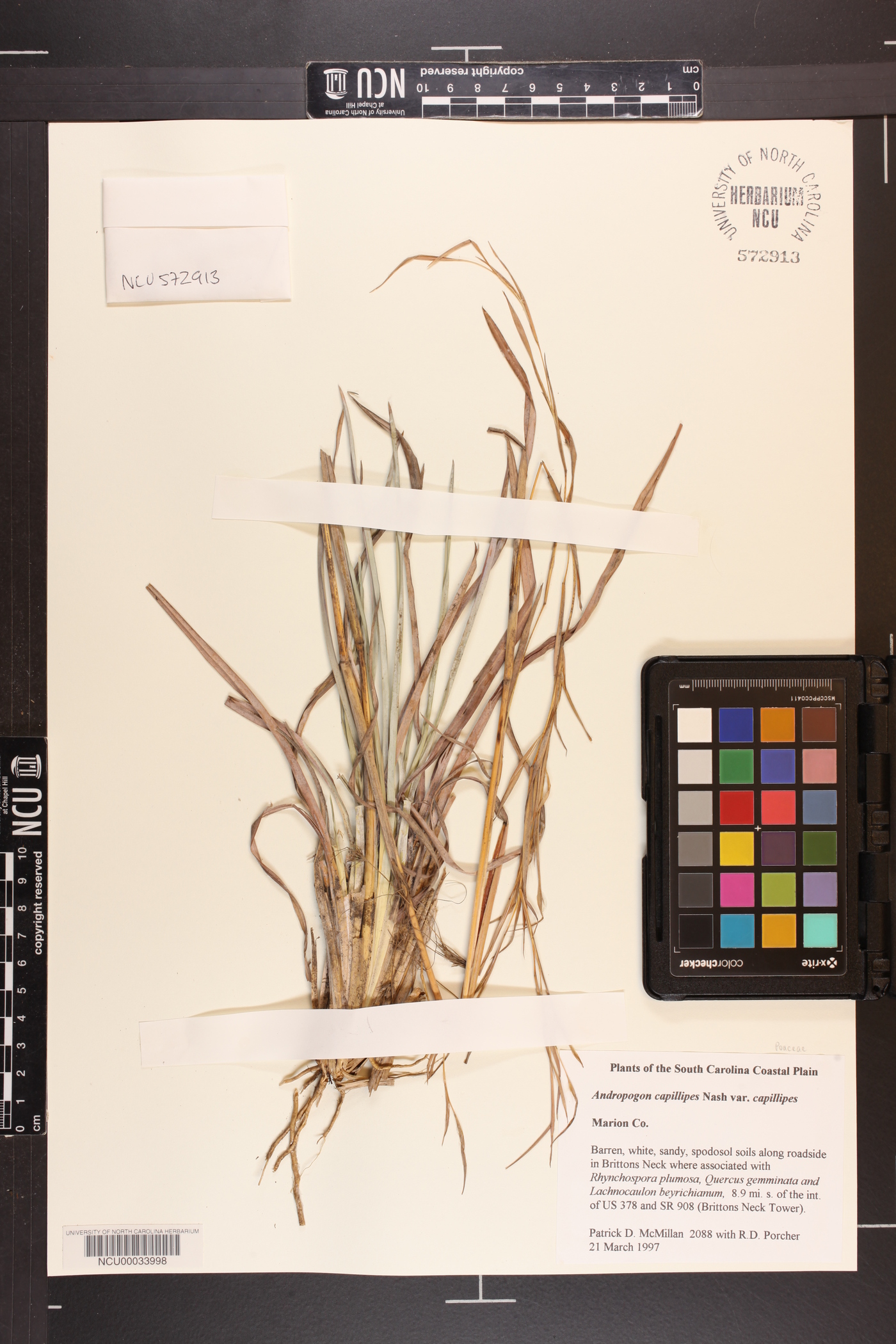 Andropogon capillipes image