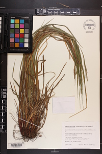 Carex virescens image