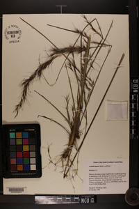 Aristida lanosa image