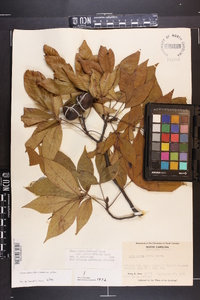 Carya glabra var. glabra image