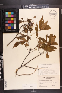 Carya glabra var. glabra image