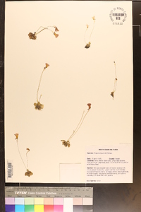 Pinguicula pumila image