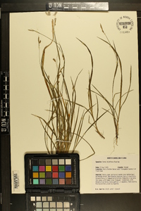 Carex styloflexa image