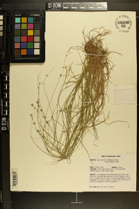 Carex radiata image