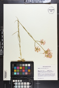 Sabatia gentianoides image