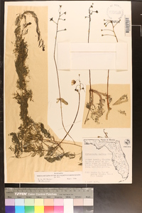 Utricularia inflata image