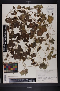 Melothria pendula image