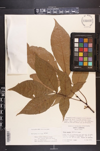 Carya glabra var. glabra image