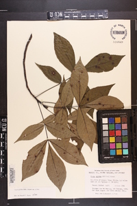 Carya glabra var. glabra image