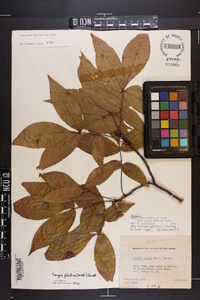 Carya glabra var. glabra image