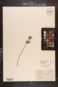 Cardamine angustata image