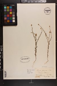 Polygala mariana image