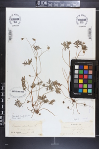 Geranium columbinum image