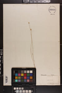 Polygala setacea image