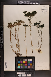 Polygala ramosa image