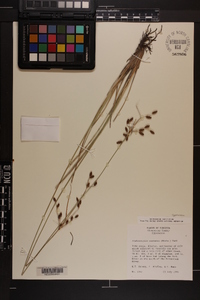 Fimbristylis castanea image