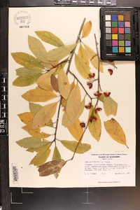 Ilex amelanchier image