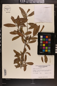 Quercus virginiana image