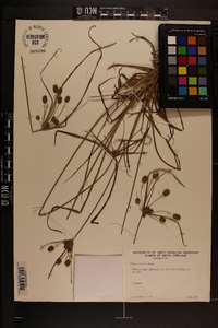 Cyperus retrorsus image