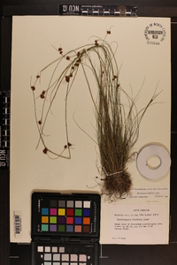 Rhynchospora filifolia image