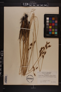 Fimbristylis castanea image