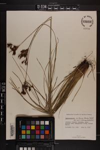 Fimbristylis castanea image