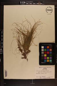 Carex eburnea image