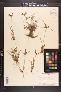 Cyperus retrorsus image