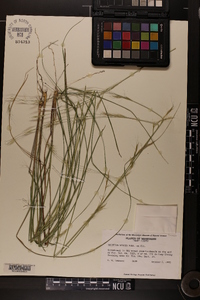 Aristida lanosa image