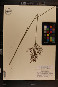 Juncus biflorus image