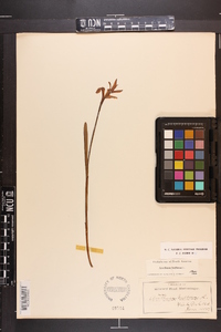 Arethusa bulbosa image