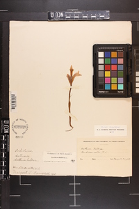 Arethusa bulbosa image