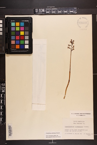 Corallorhiza wisteriana image