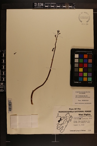 Corallorhiza maculata var. maculata image