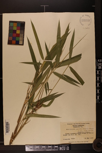 Arundinaria gigantea image