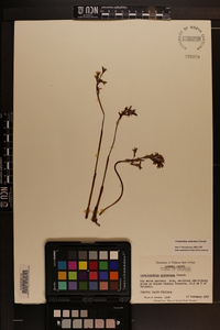 Corallorhiza wisteriana image