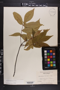 Carya pallida image