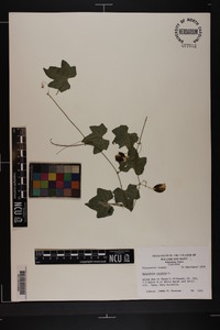 Melothria pendula image