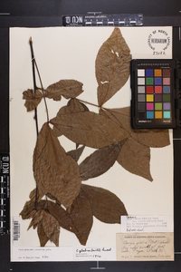 Carya glabra var. glabra image