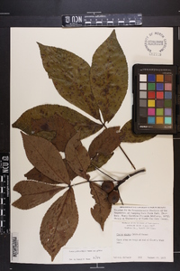 Carya glabra var. glabra image