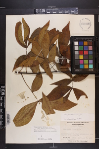 Carya glabra var. glabra image