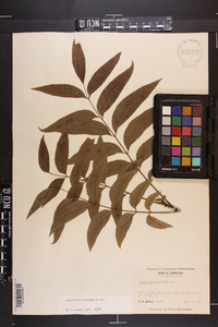 Carya illinoinensis image