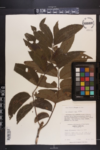 Carya illinoinensis image