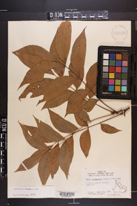 Carya illinoinensis image