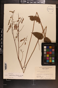 Desmodium cuspidatum var. cuspidatum image