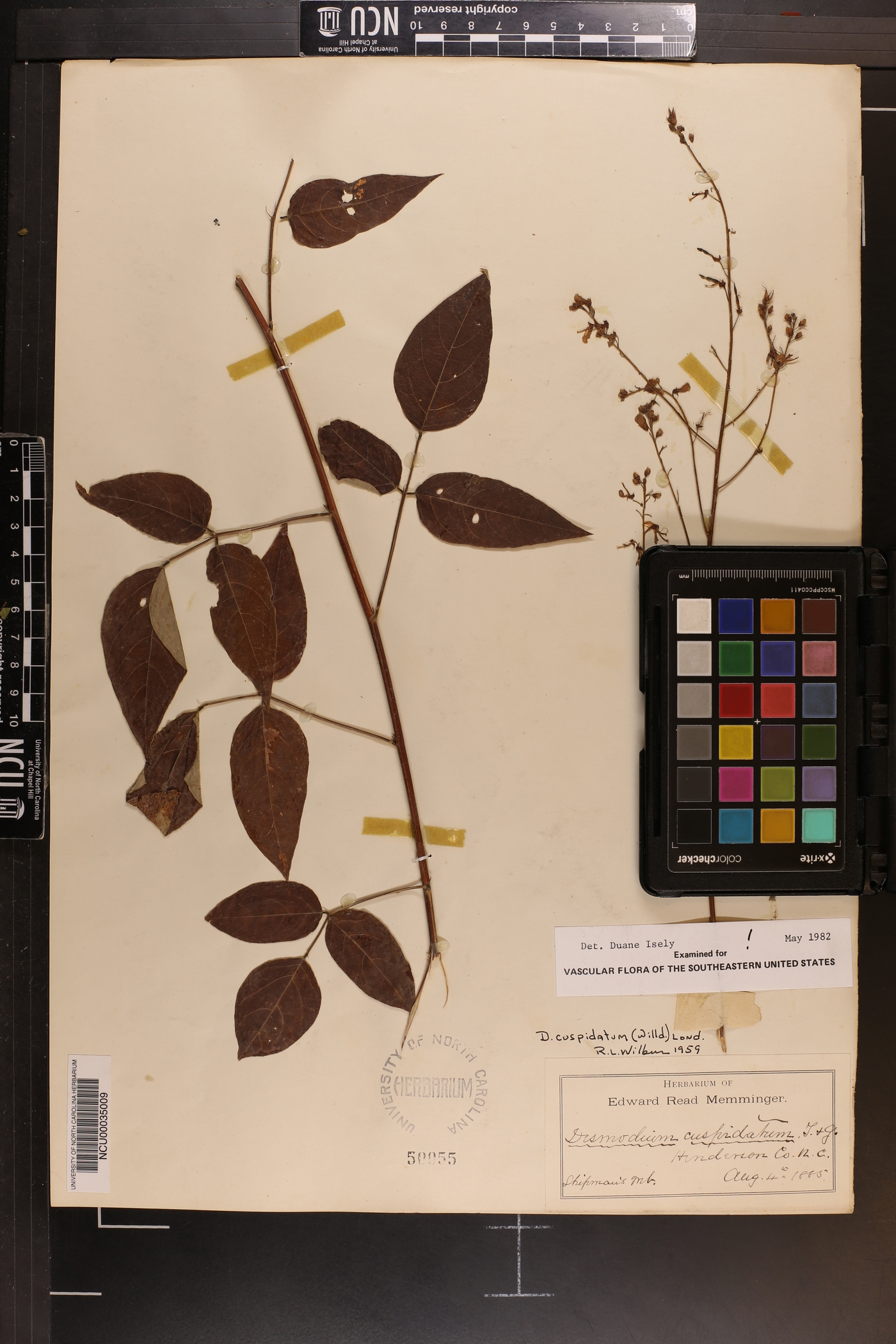 Desmodium cuspidatum var. cuspidatum image