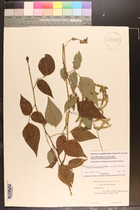 Desmodium cuspidatum image